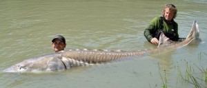 sturgeon weigh believed landed