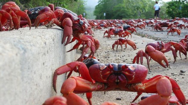 redcrabs
