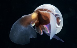 Limacina-speciesseassnail