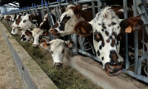 saudidairycattle